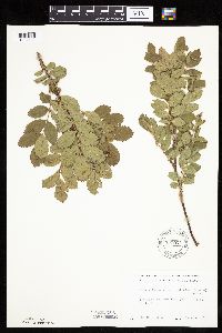 Rosa arkansana image