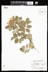 Rosa arkansana image