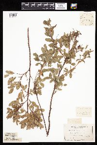 Rosa arkansana image