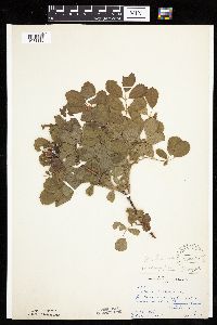 Image Associated With the Occurrence