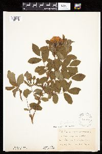 Image Associated With the Occurrence