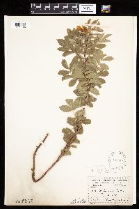 Rosa arkansana image