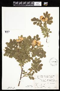 Rosa arkansana image