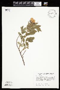 Rosa arkansana image