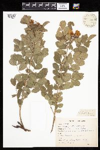 Rosa arkansana image