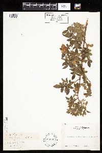 Rosa californica image
