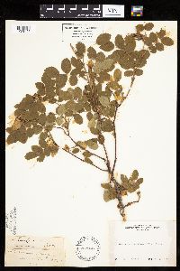 Media resource of Rosa californica