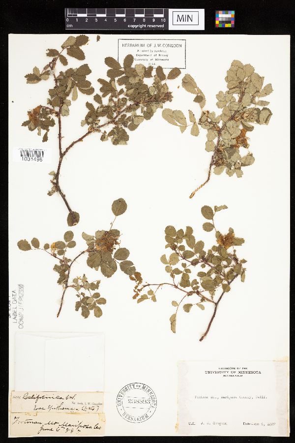 Rosa californica image