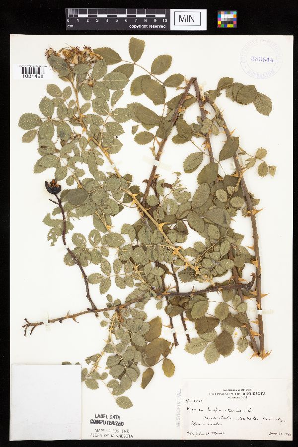 Rosa rubiginosa image