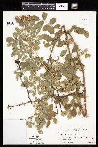 Image Associated With the Occurrence