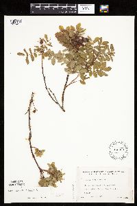 Rosa x dulcissima image