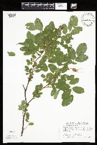 Rosa x dulcissima image