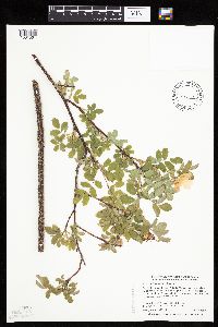 Rosa x dulcissima image