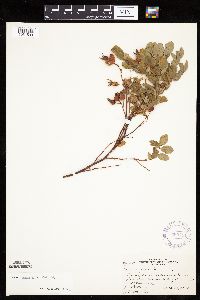 Rosa x dulcissima image