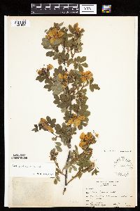 Rosa x dulcissima image