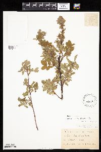 Rosa x dulcissima image