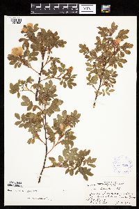 Rosa x dulcissima image