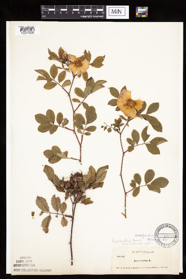 Rosa palustris image