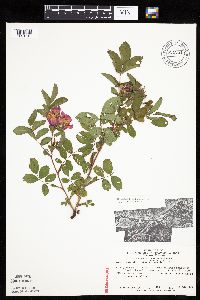 Media resource of Rosa x housei