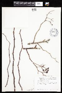 Rosa multiflora image