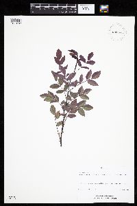Rosa setigera image