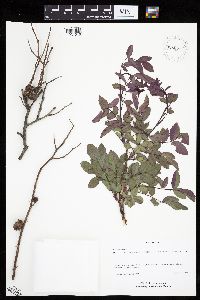 Rosa setigera image