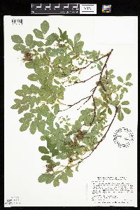 Rosa woodsii subsp. woodsii image