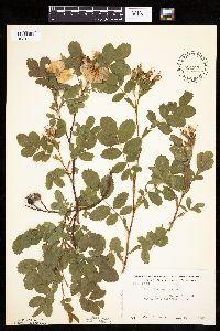 Rosa woodsii image