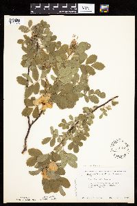 Rosa woodsii subsp. woodsii image