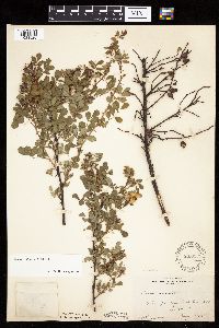 Rosa woodsii image