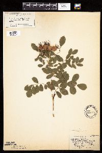 Rosa woodsii image