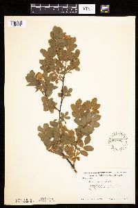 Rosa woodsii image