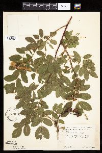 Rosa woodsii image