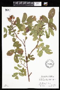 Rosa woodsii subsp. woodsii image