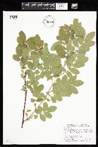 Rosa woodsii image