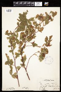 Rosa woodsii image