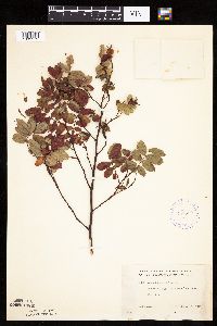 Rosa woodsii image