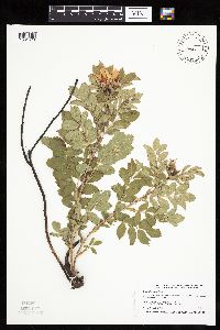 Rosa arkansana image