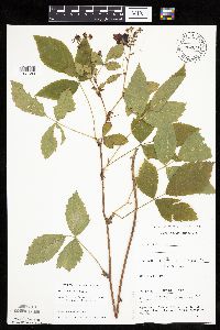 Rubus ablatus image
