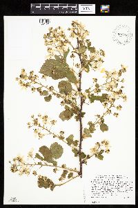 Rubus ablatus image