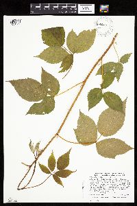 Rubus ablatus image