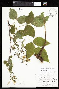Rubus ablatus image