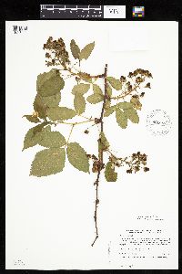 Rubus ablatus image