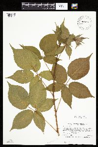 Rubus ablatus image
