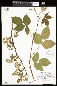 Rubus ablatus image