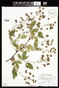 Rubus ablatus image