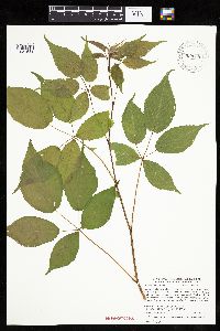 Rubus ablatus image