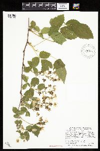 Rubus ablatus image