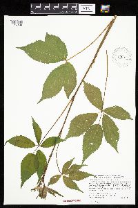 Rubus ablatus image
