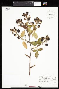 Rubus ablatus image